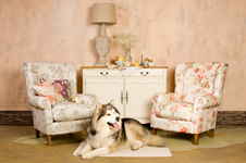 Кресло на ножках Gallery № 5: Shannon. ИД 7256356 Кресло на ножках Gallery № 5: Shannon. ИД 7256356